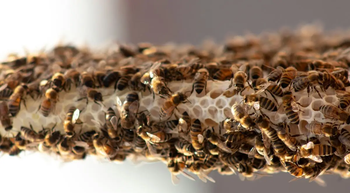 Honey bees clustered on natural comb