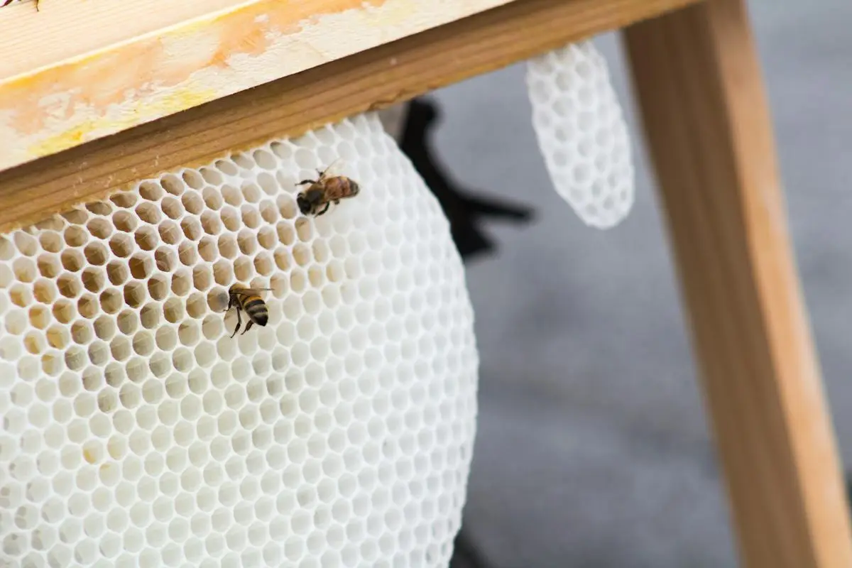 Honey bees moving across fresh comb