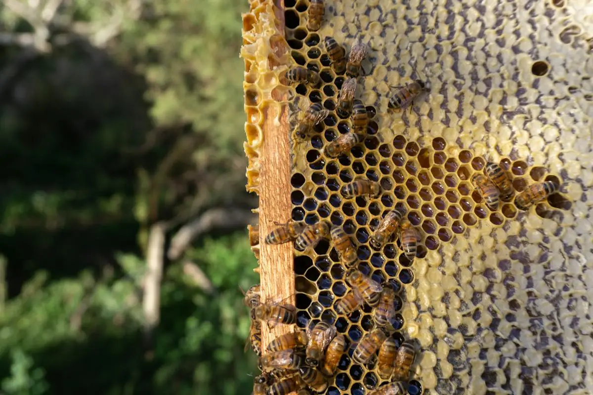 Natural honeycomb hanging from a hive frame