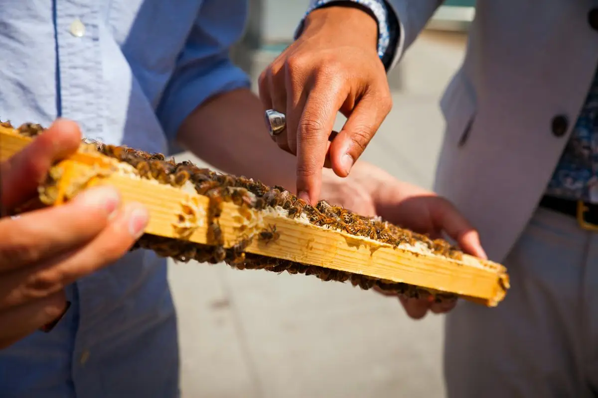 Hands examining a frame of honeycomb